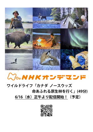 ワイルドライフ