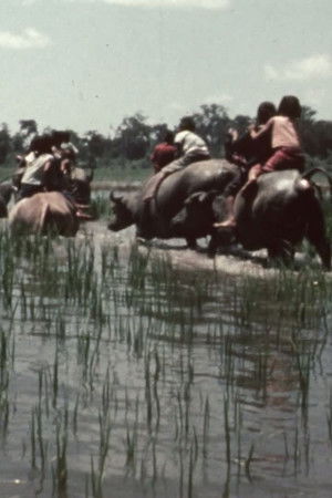 La fête des eaux à Vientiane