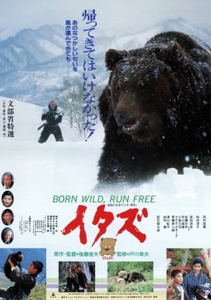 Poster The Forest of the Little Bear (1987)