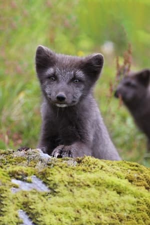 Poster The Arctic Fox: Still Surviving (2015)