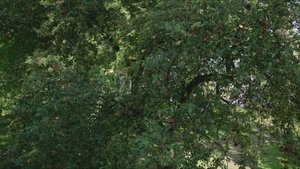 Những Mảnh Vỡ Của Người Phụ Nữ