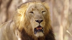 More Wild India