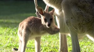 Crikey! It's the Irwins Robert's Baby Kangaroo