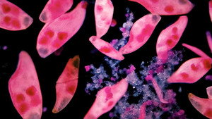 Falling In Love With Microscopy still