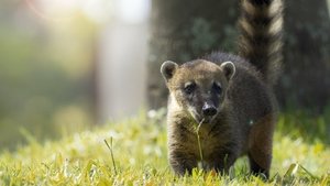 Thiago the Coati Kitten