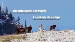 Le retour des loups : une chance pour le Parc de Yellowstone