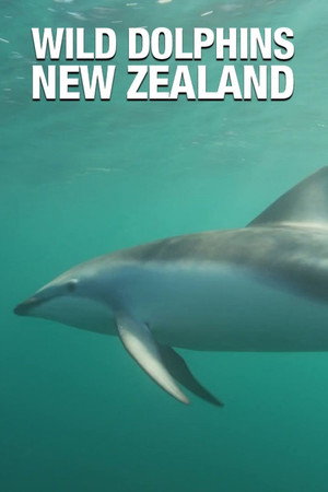 Wild Dolphins