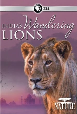 Poster India's Wandering Lions 2016