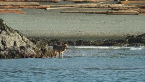 Os Lobos da Ilha de Vancouver