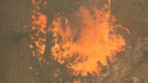 BOSAI: Science that Can Save Your Life Wildfires