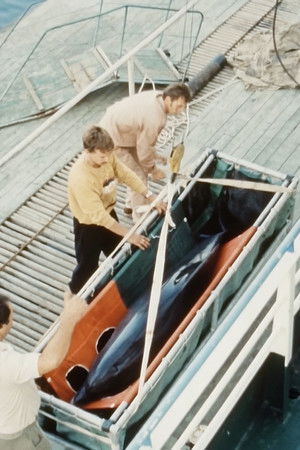 Visit (Dolphins Go Visiting)