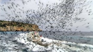 L’Île des abeilles tueuses