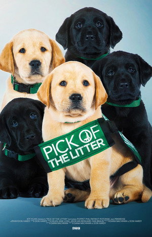 Pick of the Litter 8