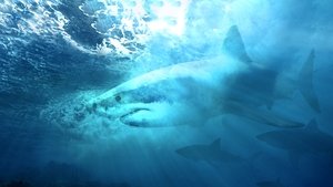 Camo Sharks (2022)