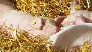 The Farmers' Country Showdown Tenbury Show