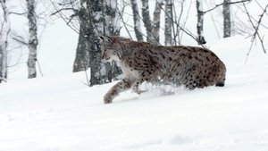 Wild Russia Siberia's Frozen Heart