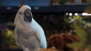 Cats & Dogs 3: Paws Unite (2020)
