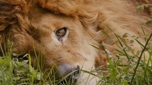 L’ultimo spettacolo