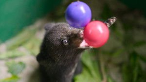 Born to Be Wild: 1×1