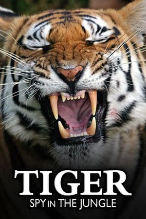 Image BBC: Тигр — Шпион джунглей