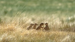 Prairie Dog Manor The Little Rascal