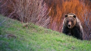 Yellowstone Selvagem