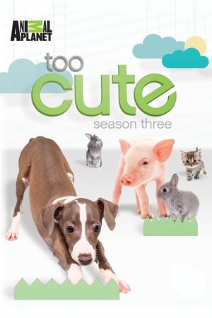 Too Cute: Staffel 3