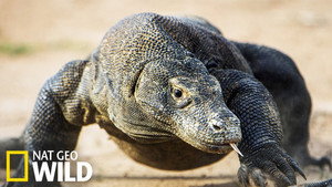 Les monstres de Komodo : une histoire d'amour