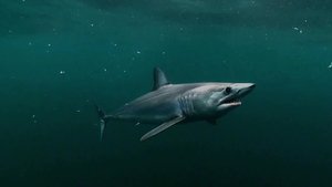 Sharks!