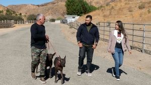 Cesar Millan: Better Human, Better Dog Pack Attack