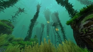 Kelp, une forêt sous la mer