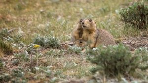 Prairie Dog Manor Charlotte's Brawl