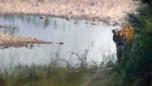 Vivre avec les tigres du Bengale
