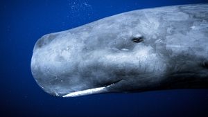 Secrets of the Whales Ocean Giants