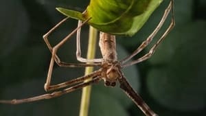 Micro Monsters with David Attenborough Reproduction