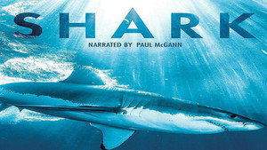 Shark 1