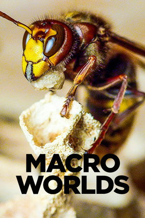 Macro Worlds