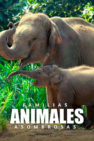 Familias animales asombrosas