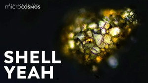 Testate Amoebas: Blobby, Modest Shell Dwellers still