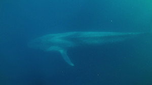 Blue Whales And Saltwater Crocodiles still