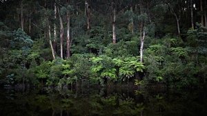 Force of Nature: The Dry 2 ( 2024 )