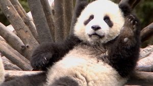 The Land Of Abundance The Legend Of Pandas film complet