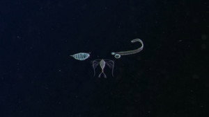 фото  - Смотреть Plankton бесплатно онлайн на Lord-Filmy