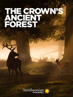 Poster The Crown's Ancient Forest 2021