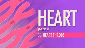 Crash Course Anatomy & Physiology The Heart, Part 2 - Heart Throbs
