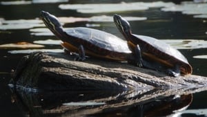 Wild Wild East Wetlands