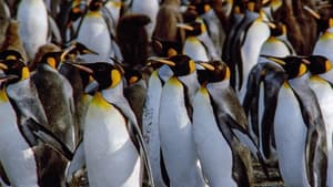 Le Congrès des pingouins film complet