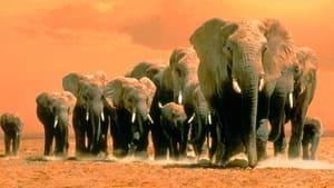 Africa’s Elephant Kingdom