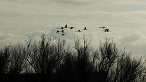 Entre el cel i la terra. La guerra dels aiguamolls (2013)