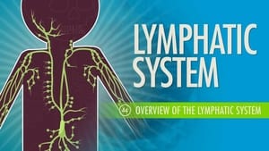Crash Course Anatomy & Physiology Lymphatic System